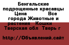 Бенгальские подрощенные красавцы. › Цена ­ 20 000 - Все города Животные и растения » Кошки   . Тверская обл.,Тверь г.